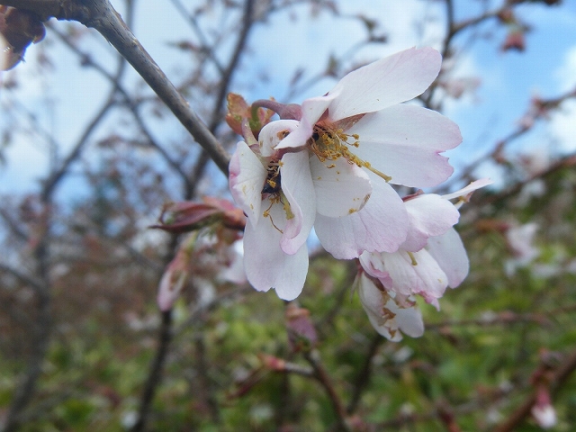 福島県　某O川源流_c0270322_2161823.jpg