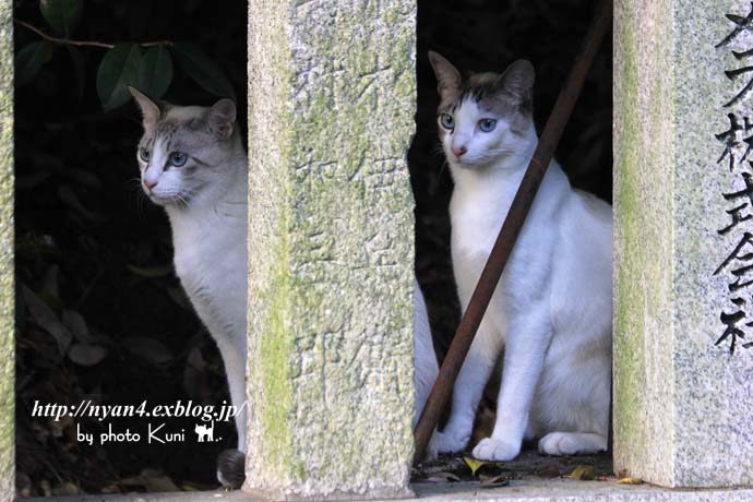 猫好き 猫嫌い 4にゃん日記 猫好き 猫嫌い 4にゃん日記