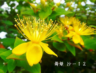 与謝野晶子第五歌集≪舞姫≫抄-12 : Merrydiary 与謝野晶子第五歌集≪舞姫≫抄-12 : Merrydiary