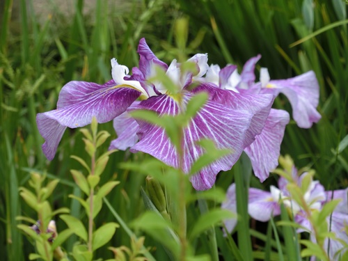 薬師池公園の花菖蒲_b0120541_14231575.jpg