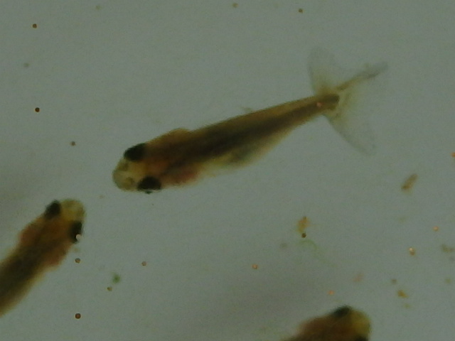 f0334143_8453948.jpg