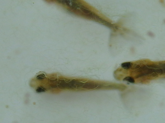 f0334143_8454753.jpg