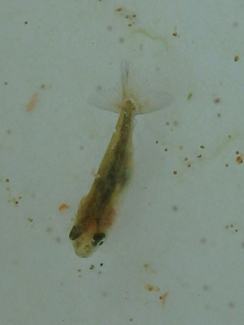 f0334143_8455371.jpg