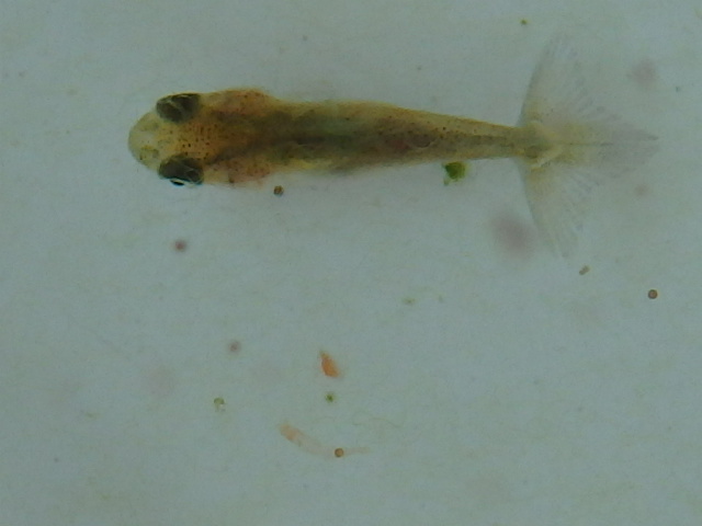 f0334143_8455977.jpg