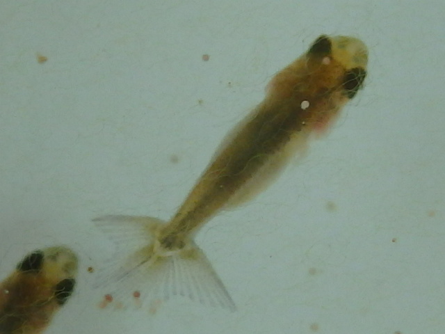f0334143_846381.jpg