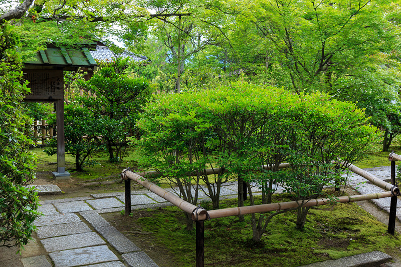 サツキの妙心寺・塔頭玄関先巡り_f0155048_22195658.jpg