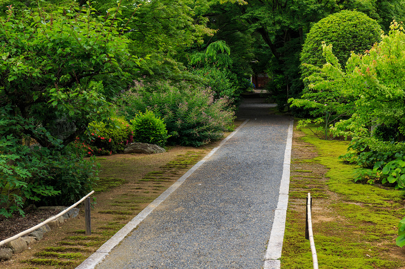 サツキの妙心寺・塔頭玄関先巡り_f0155048_22203399.jpg