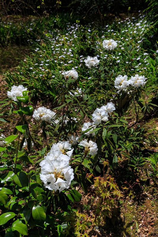 新緑と春の花（直指庵）_f0155048_2322545.jpg