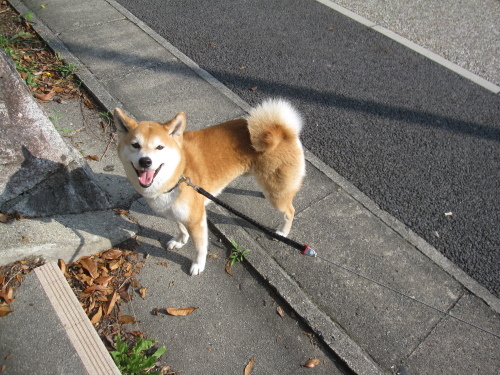 やっぱり　体内時計はバッチリなのさ♪_f0245650_15485863.jpg