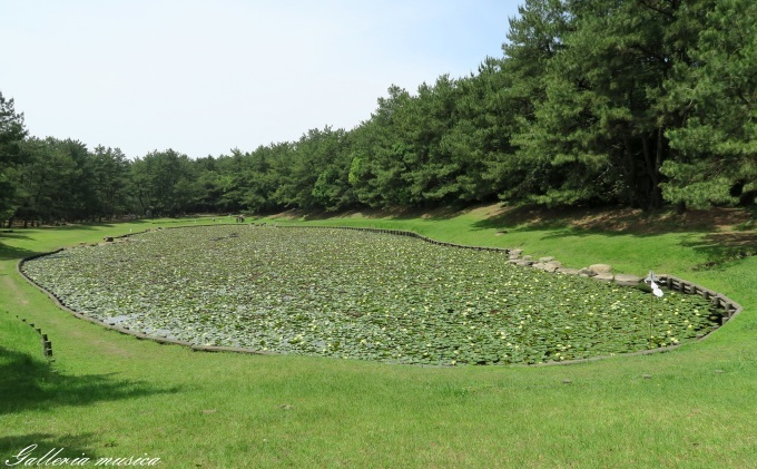 日向神話を巡る旅　江田神社編　その３　禊池。_f0351853_18321808.jpg