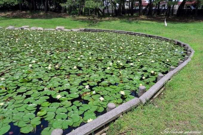 日向神話を巡る旅　江田神社編　その３　禊池。_f0351853_18325930.jpg