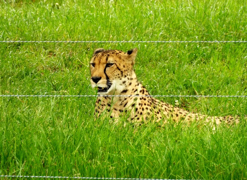 　　アドベンチャーワールド　　９年前の写真と記事です　　２０２４-１０-０８　００：００　_b0093754_21881.jpg