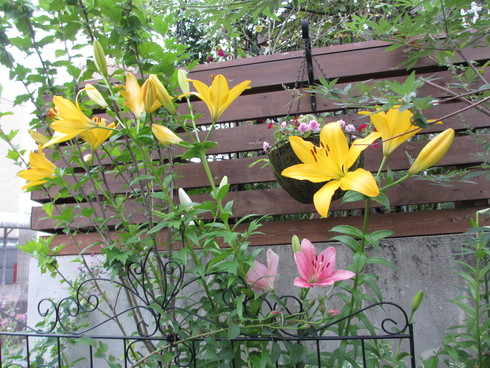 薔薇ダム・ドゥ・シュノンソーと百合の間にアイアンフェンス_a0243064_75937.jpg