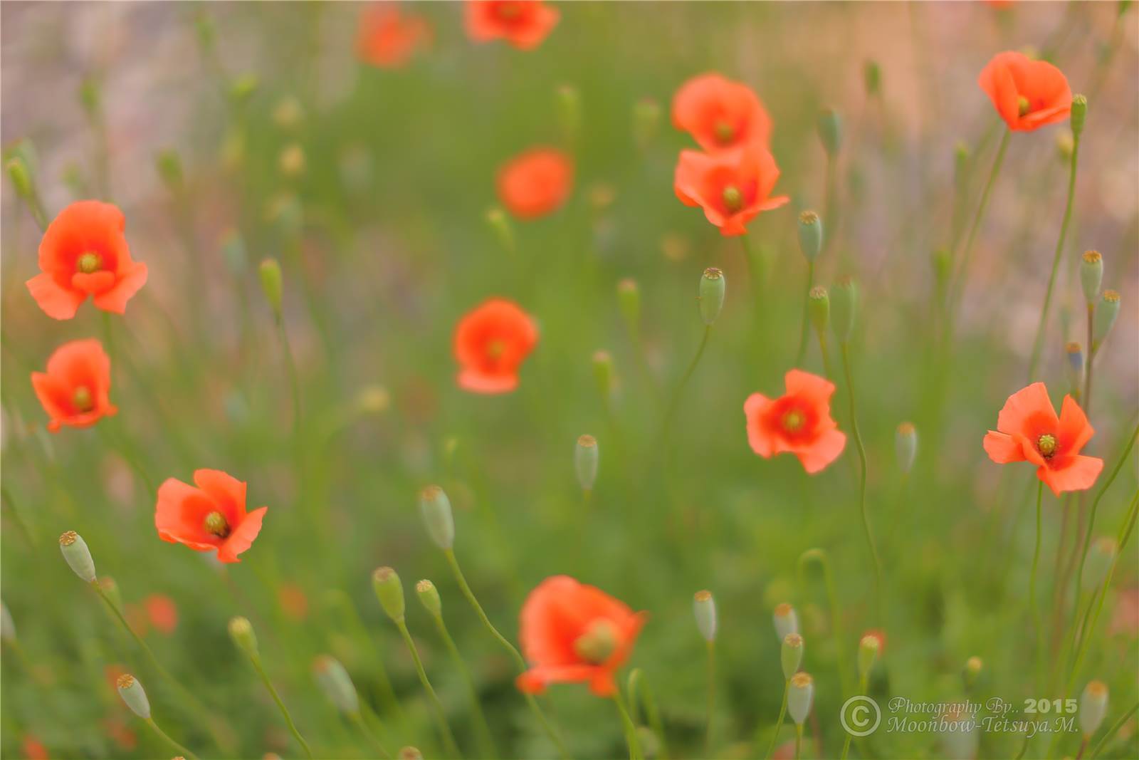 あやめ園を飾っていた花たち_e0197769_19545925.jpg