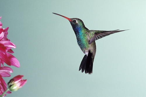 幸せを運ぶ鳥 ハミングバード ハチドリ ひるたま氏 描き下ろしアロハシャツ Mw Collaboration
