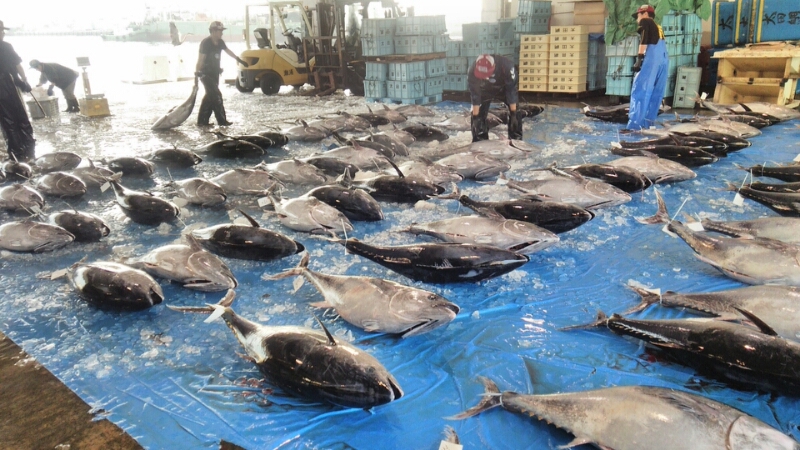 マグロ群~_d0183392_6192358.jpg