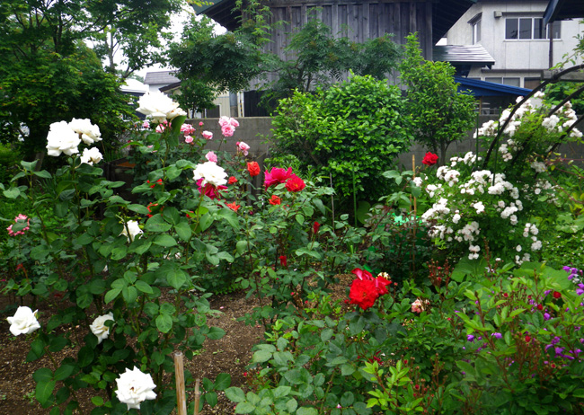 バラの花壇と、アーチのダイアナさんなど♪_a0136293_15473145.jpg