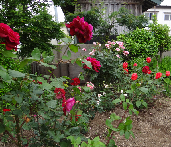 バラの花壇と、アーチのダイアナさんなど♪_a0136293_16352159.jpg