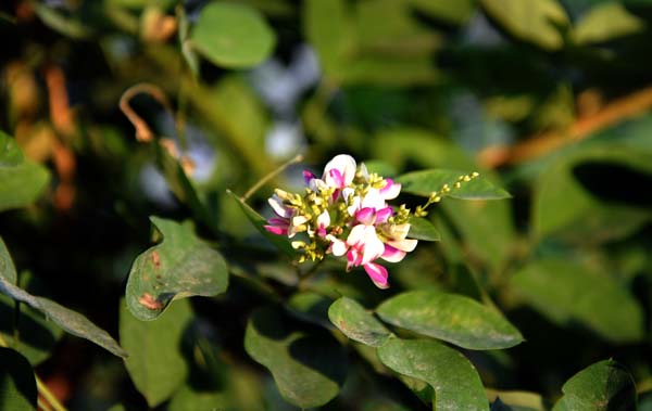 早くもハギの花が咲きました_f0173596_2248331.jpg