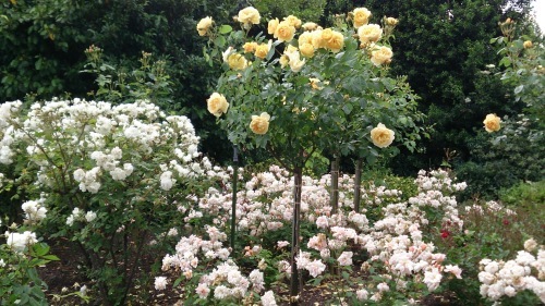 ロンドン薔薇便り～香り溢れるクイーン・メアリーズ・ローズ・ガーデンQueen Mary\'s Rose Garden in Regents Park, London_e0346002_05301570.jpg
