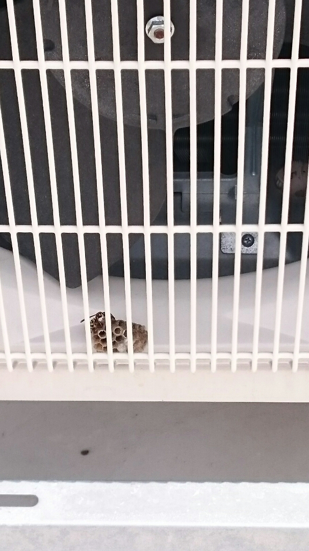 こんな所に蜂の巣が…。 _d0135908_856164.jpg