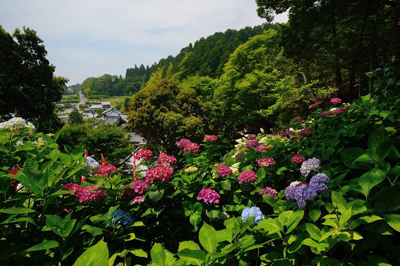 楊谷寺の紫陽花_f0032011_19492953.jpg