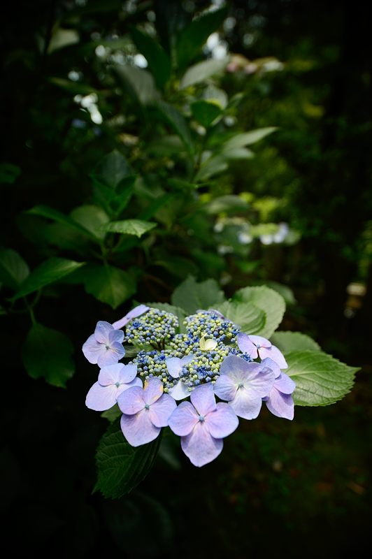 楊谷寺の紫陽花_f0032011_1950183.jpg