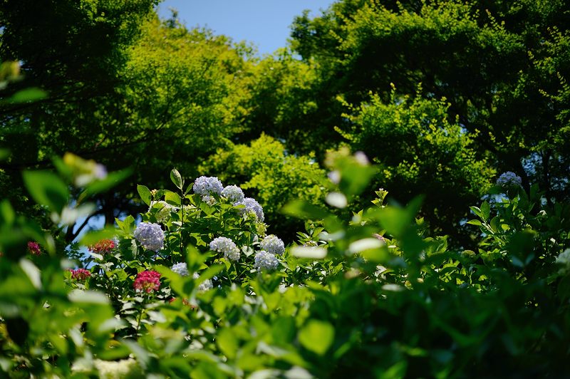 楊谷寺の紫陽花_f0032011_1953491.jpg