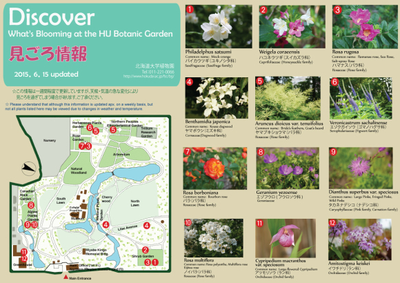 Facebookから北大植物園へ_c0025115_20143391.jpg