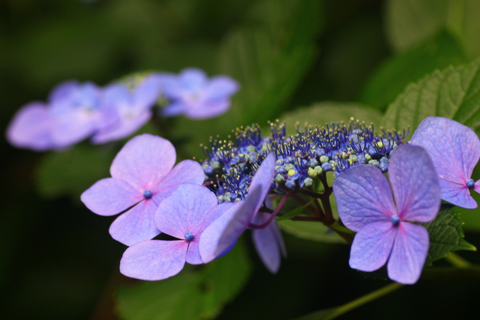 紫陽花と向日葵_c0047115_15442532.jpg