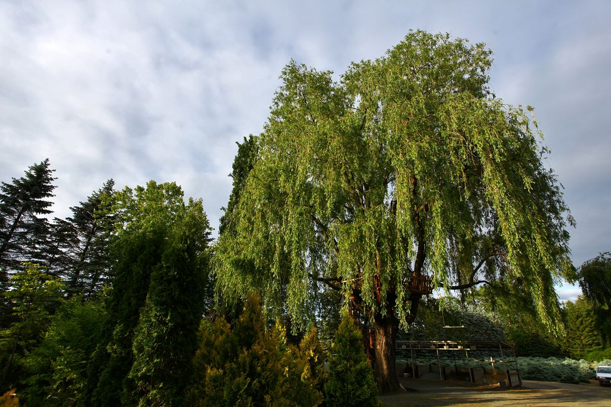 c0367515_10384632.jpg