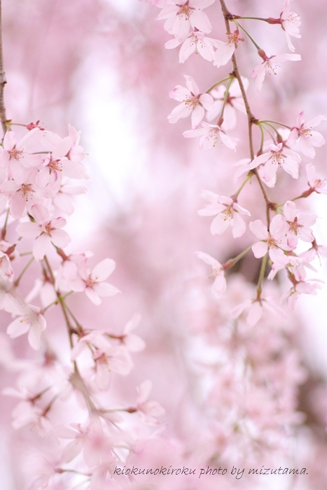 2015☆桜。_a0289117_23344961.jpg