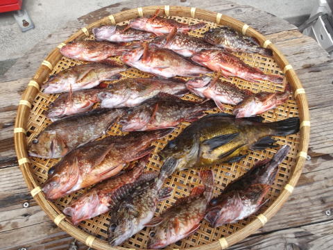 相模湾生きイワシ餌のカサゴ釣り 茅ヶ崎港 釣りおやじ