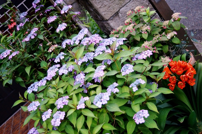 続・趣味の園芸【③Myファームの花達　２０１５・５月～６月中旬編】盛り沢山です♪_b0033423_21202238.jpg