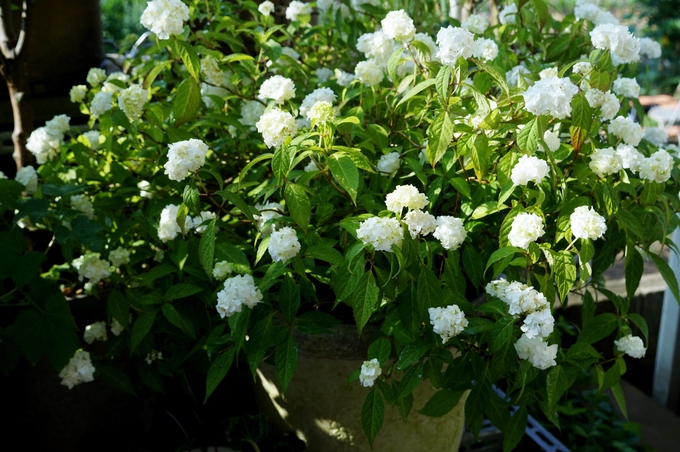 続・趣味の園芸【③Myファームの花達　２０１５・５月～６月中旬編】盛り沢山です♪_b0033423_21241329.jpg