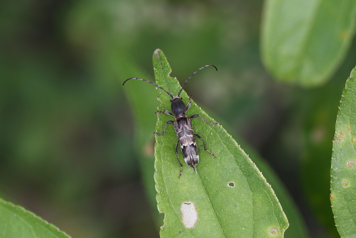 スギノアカネトラカミキリ Insect Walk