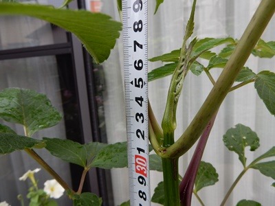 皇帝ダリア鉢植え実験第二回報告 自然とともに生きる