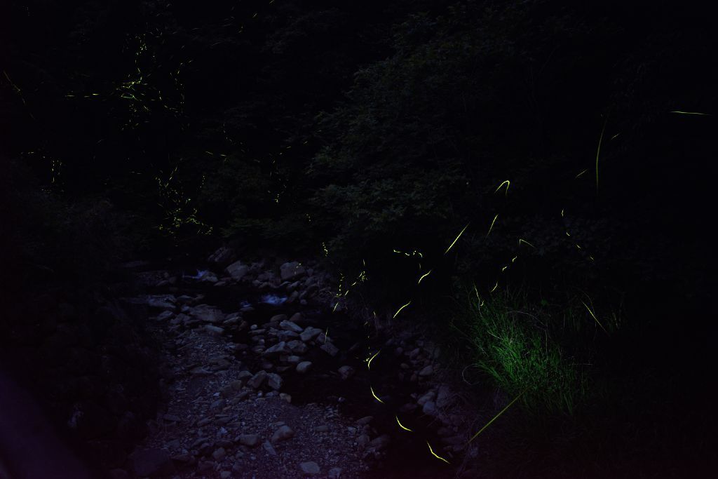 塩江のホタル①_f0346040_01101010.jpg