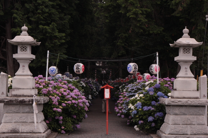 鹿沼　磯山神社　～あじさい祭り2015～_e0227942_22034561.jpg