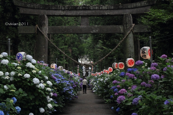 鹿沼　磯山神社　～あじさい祭り2015～_e0227942_22055728.jpg