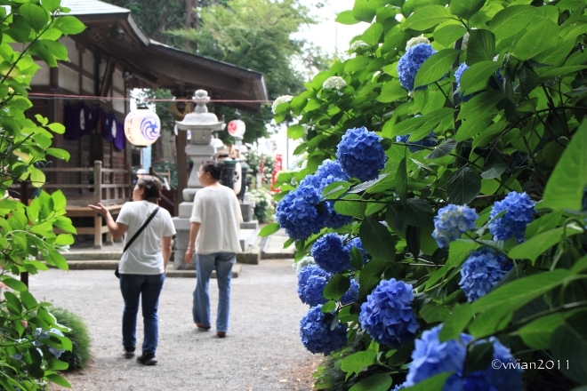 鹿沼　磯山神社　～あじさい祭り2015～_e0227942_22114394.jpg