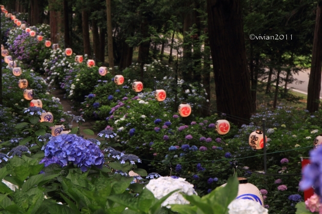 鹿沼 磯山神社 ~あじさい祭り2015~_e0227942_22241588.jpg