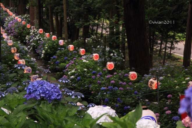 鹿沼　磯山神社　～あじさい祭り2015～_e0227942_22241588.jpg