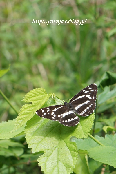 6月の八ヶ岳スナップ_a0254243_8535388.jpg