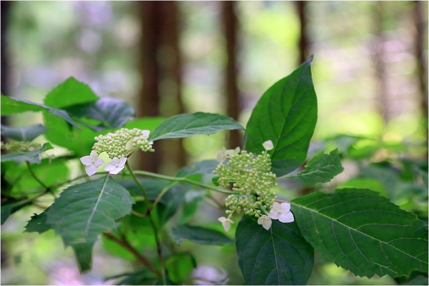 初夏の野草達　2_e0091347_12545250.jpg