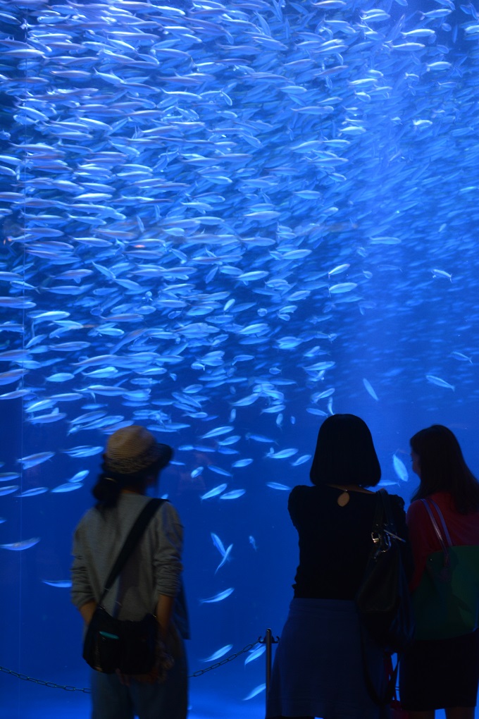 名古屋港水族館　２０１５　その1_a0055650_21103931.jpg