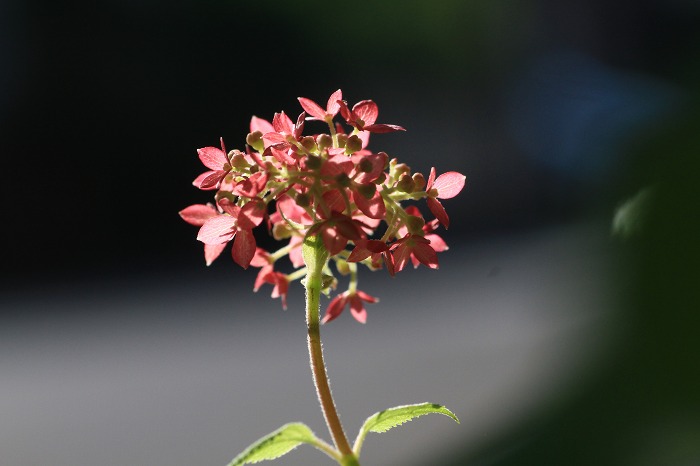c0155950_2238224.jpg