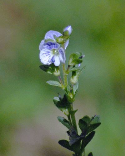 a0001354_22443320.gif
