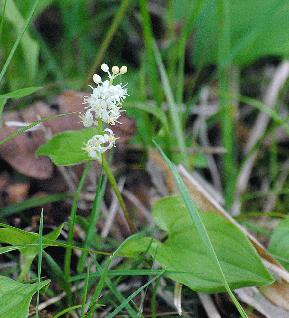 a0001354_22581597.gif