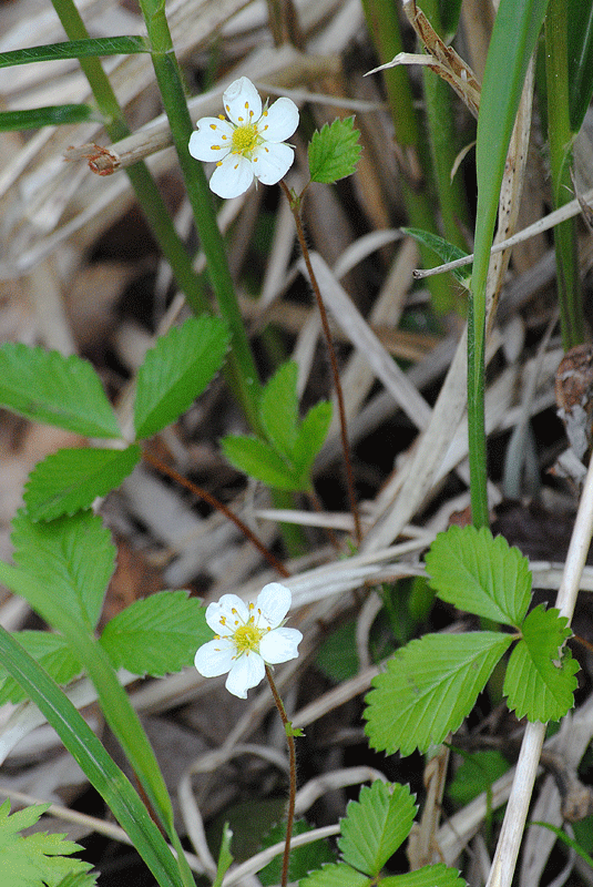 6月16日　赤城山の小さな花たち_a0001354_2373657.gif